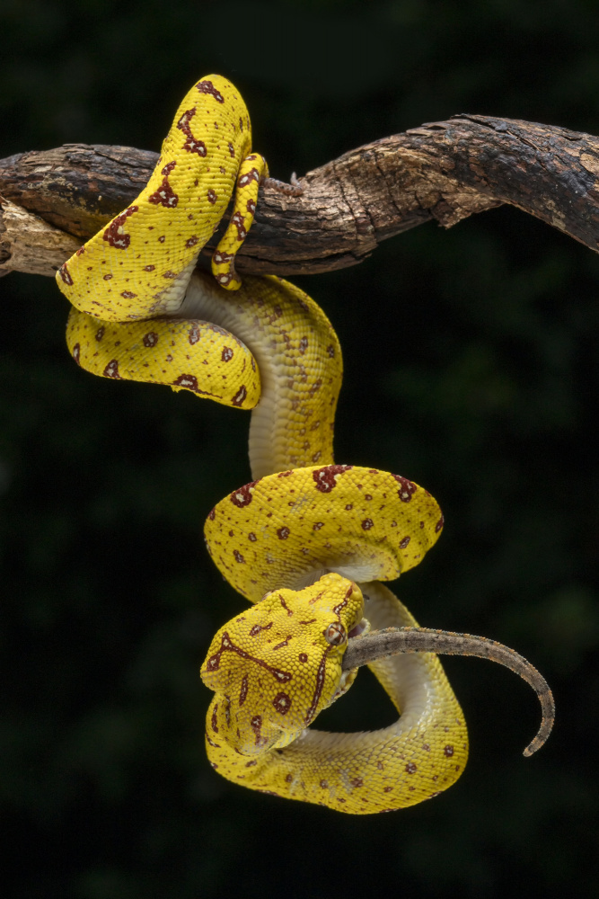 got gecko von Ajar Setiadi