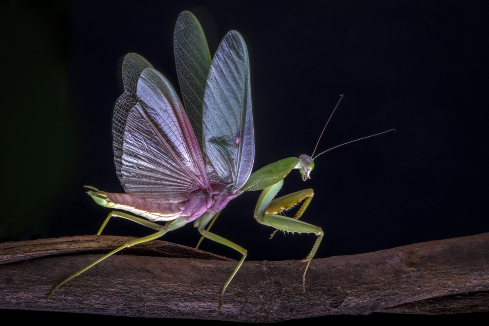Mantis blooming von Ajar Setiadi