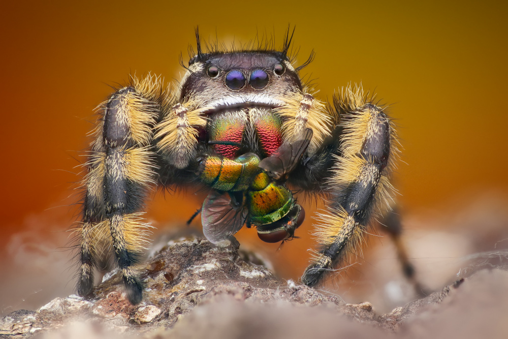 phidippus otiosus with housefly von Ajar Setiadi