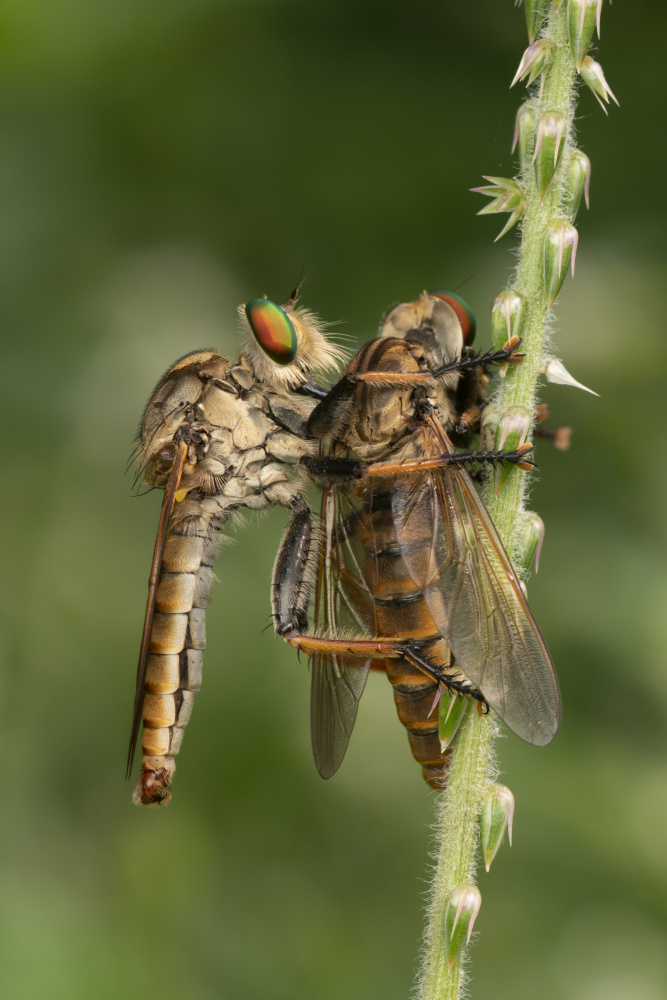 Robberfly with prey von Ajar Setiadi