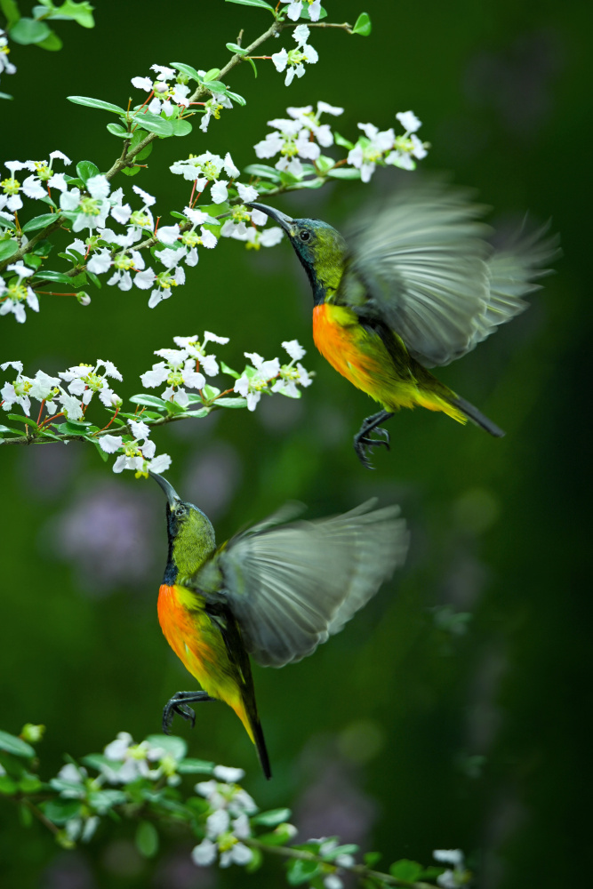 twin von Ajar Setiadi