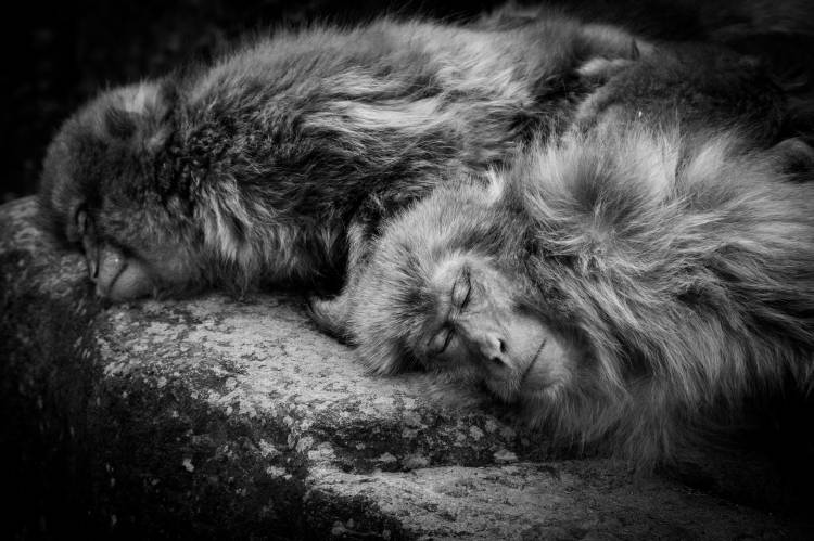 Sleeping von Akihiro Shibata