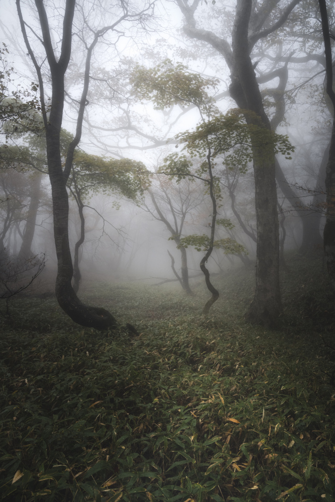 forest of Mist von Akira Nagase