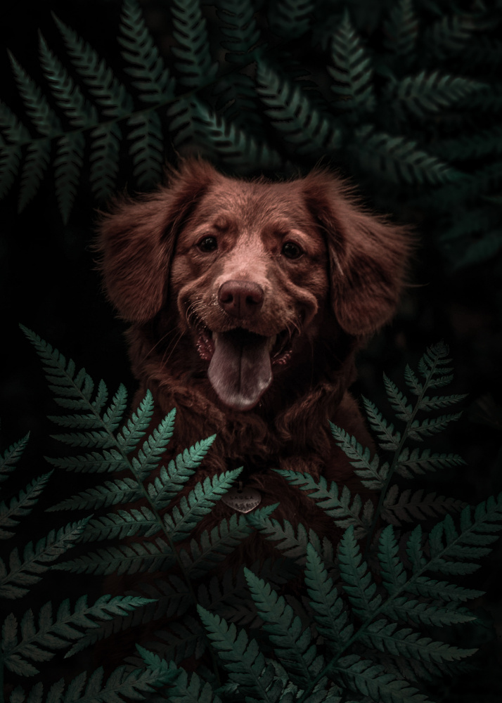Dog Brown In The Forest von Al Barizi