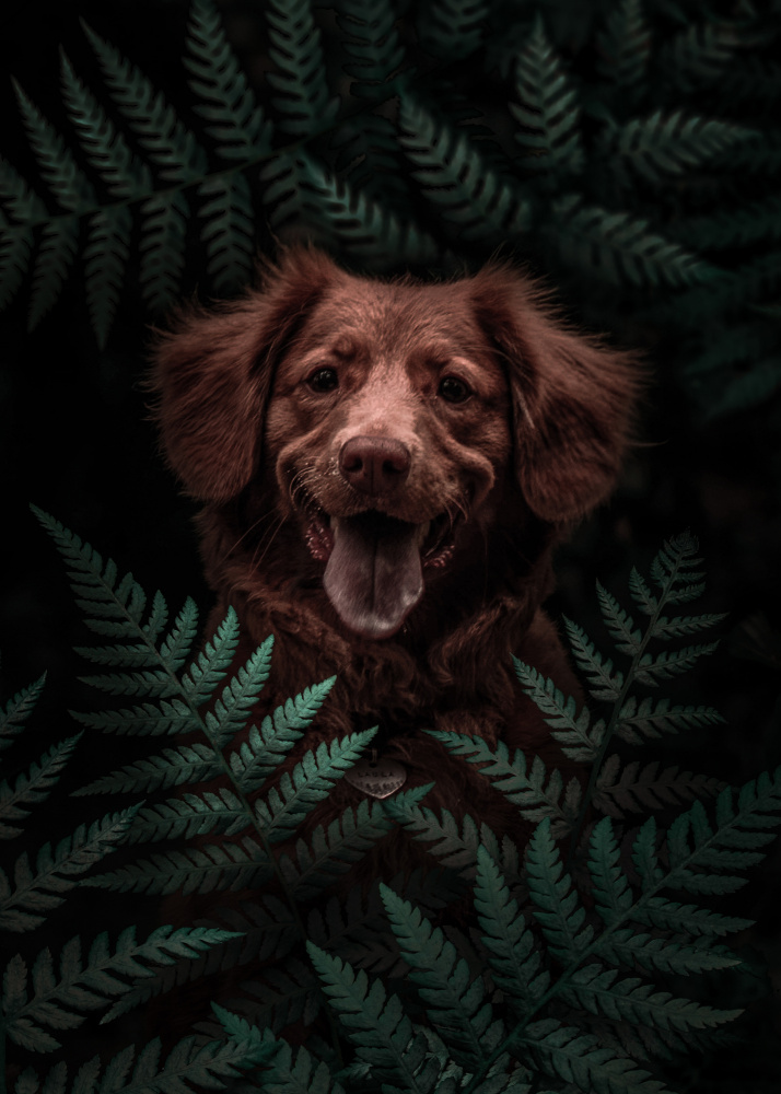 Dog Brown In The Forest von Al Barizi