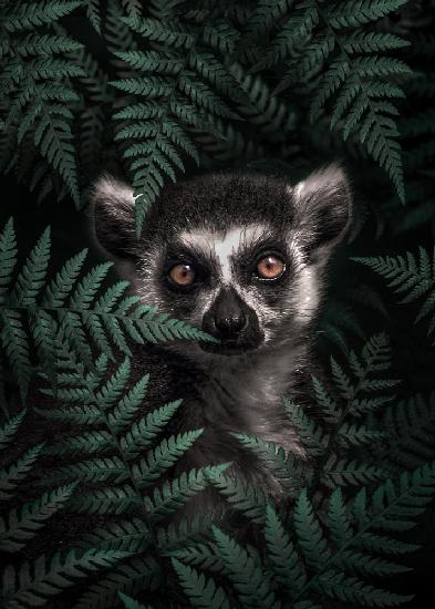 Lemur In The Forest