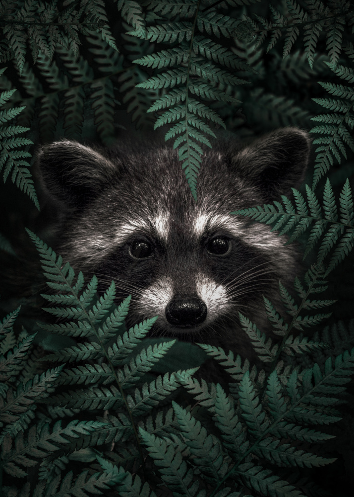 Raccoon In The Forest von Al Barizi