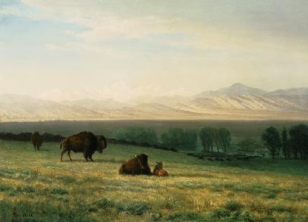 Buffalo on the Plains