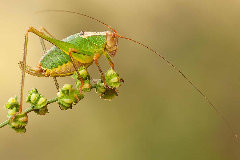 ready to jump von Alberto Di Donato
