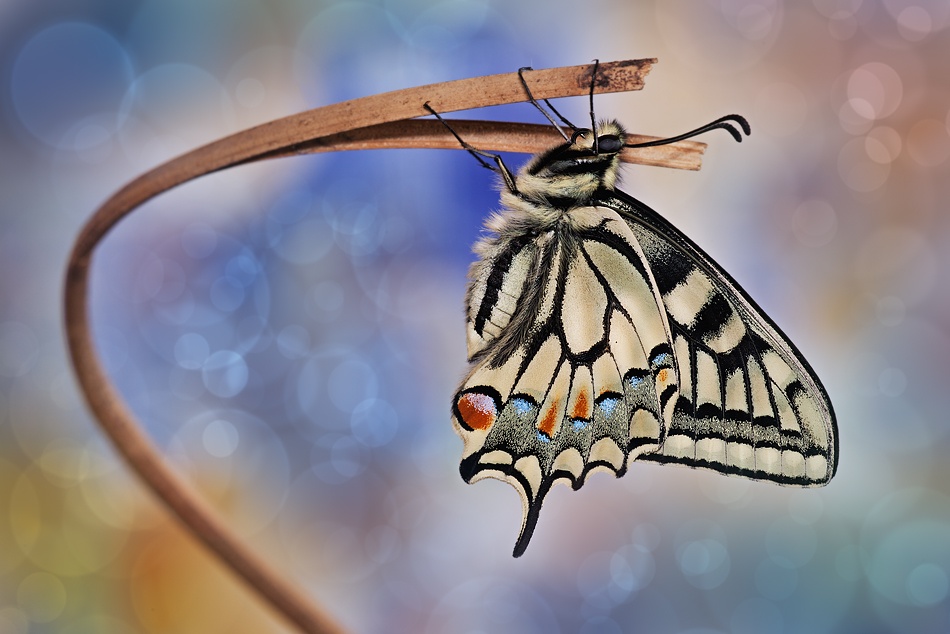 macro world fantasy von Alberto Di Donato