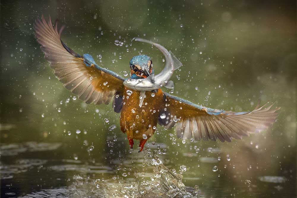 Eisvogel von Alberto Ghizzi Panizza