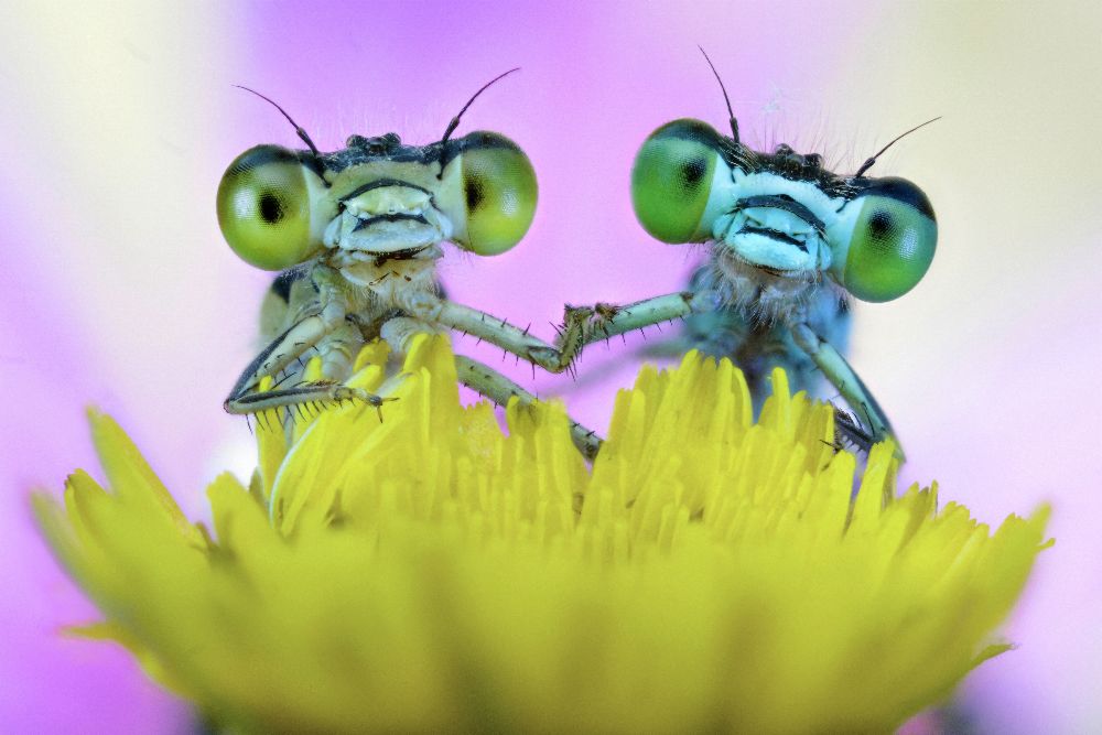 Nimm meine Hand von Alberto Ghizzi Panizza