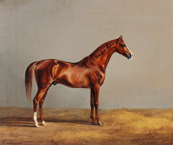 Der braune Araberhengst von Albrecht Adam