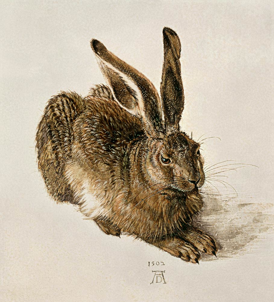 Ein junger Feldhase von Albrecht Dürer