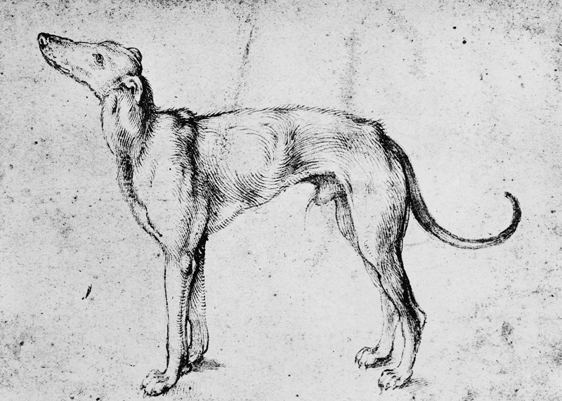 A.Dürer, Greyhound / Draw./ c.1500 von Albrecht Dürer