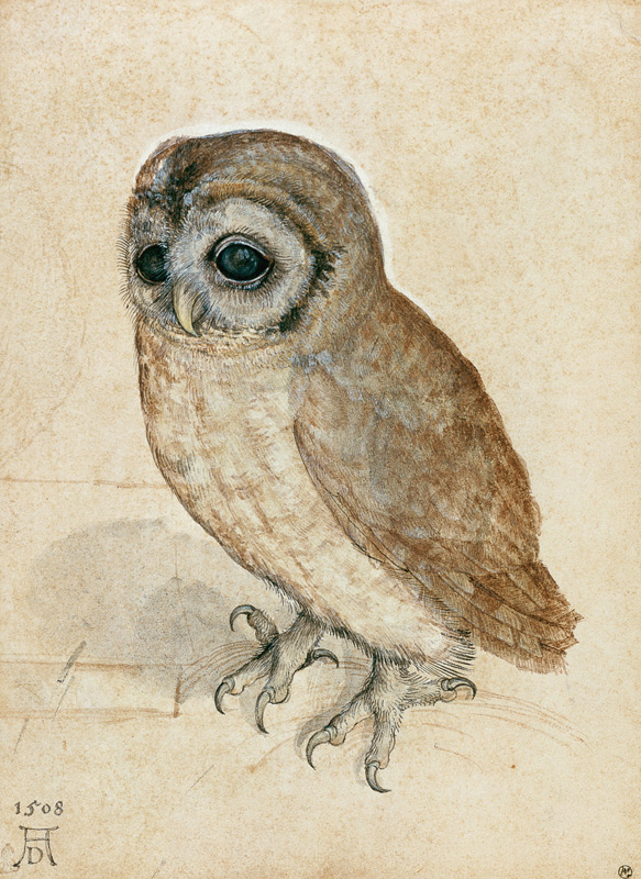 Käuzchen, Little Owl von Albrecht Dürer