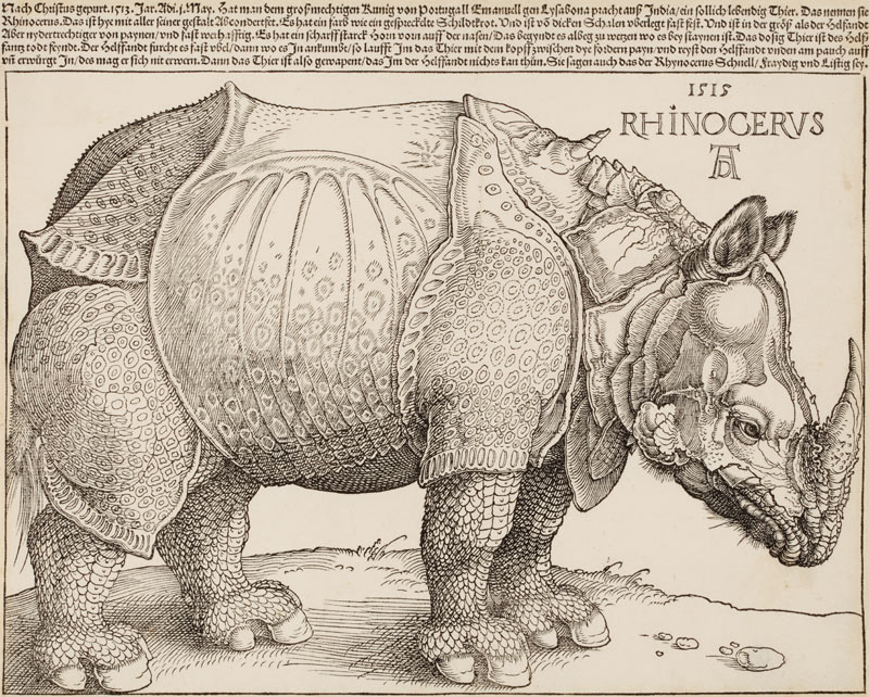 Rhinocerus (Das Rhinozeros) von Albrecht Dürer