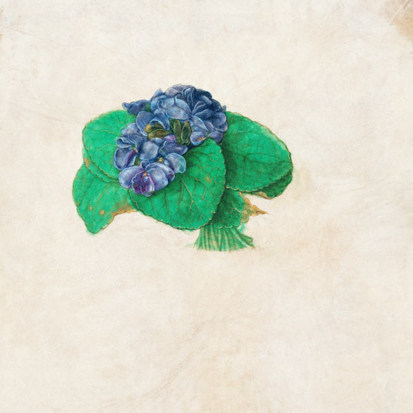 Veilchenstrauß von Albrecht Dürer