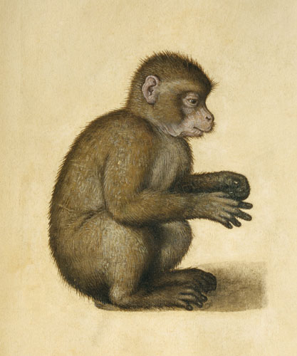 A Monkey (w/c & gouache on paper) von Albrecht Dürer