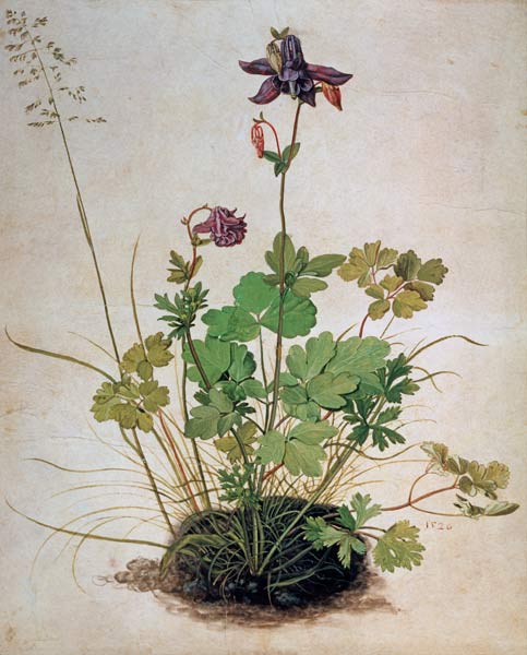 Akelei von Albrecht Dürer