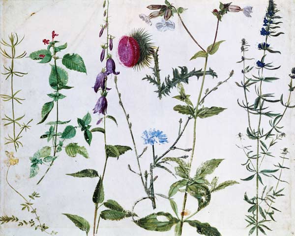 Eight Studies of Wild Flowers von Albrecht Dürer