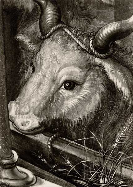 Dürer,Birth of Christ,Ox/Paumgartner Al. von Albrecht Dürer