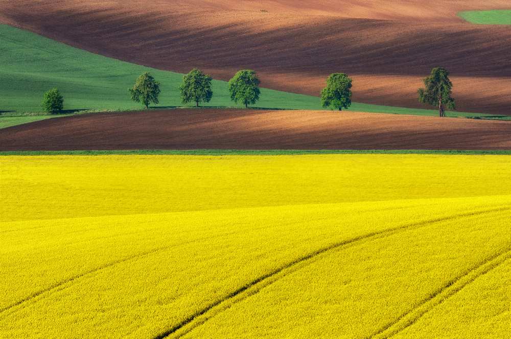 Yellow von Ales Komovec