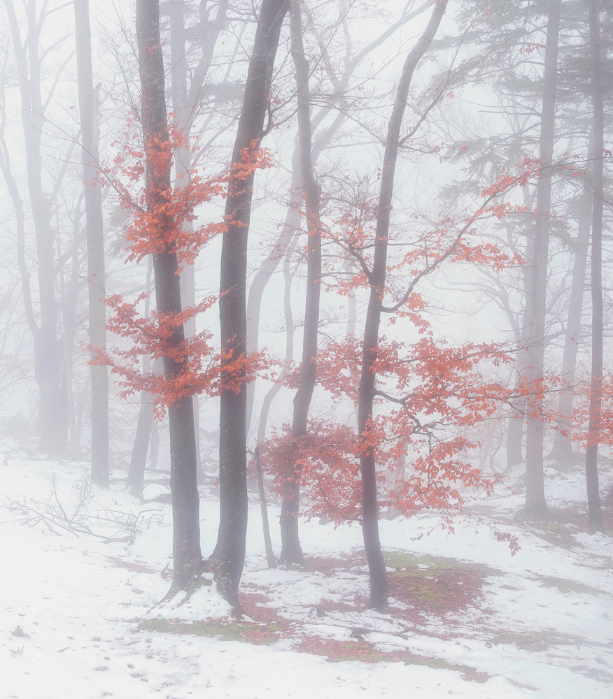 Autumnal snow von Ales Krivec