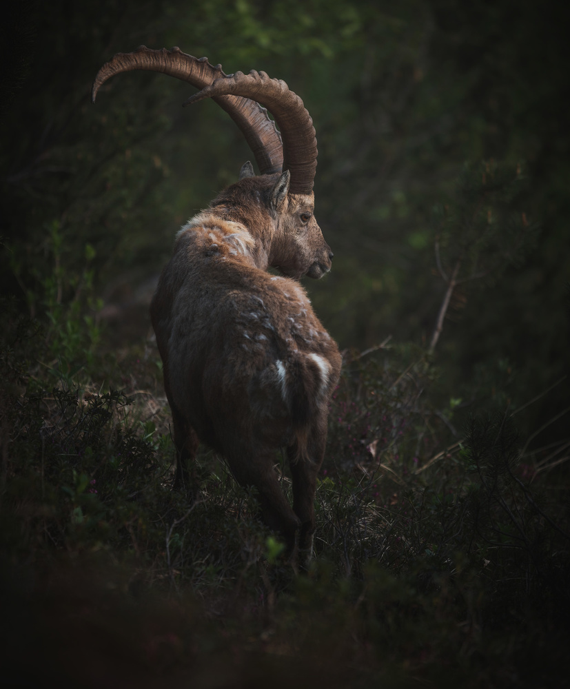 In the deep forest von Ales Krivec