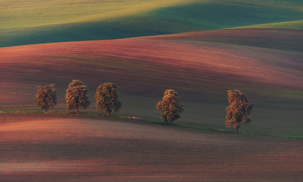 Chestnut avenue von Ales Krivec