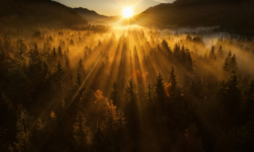 Aerial shot of an autumn forest von Ales Krivec