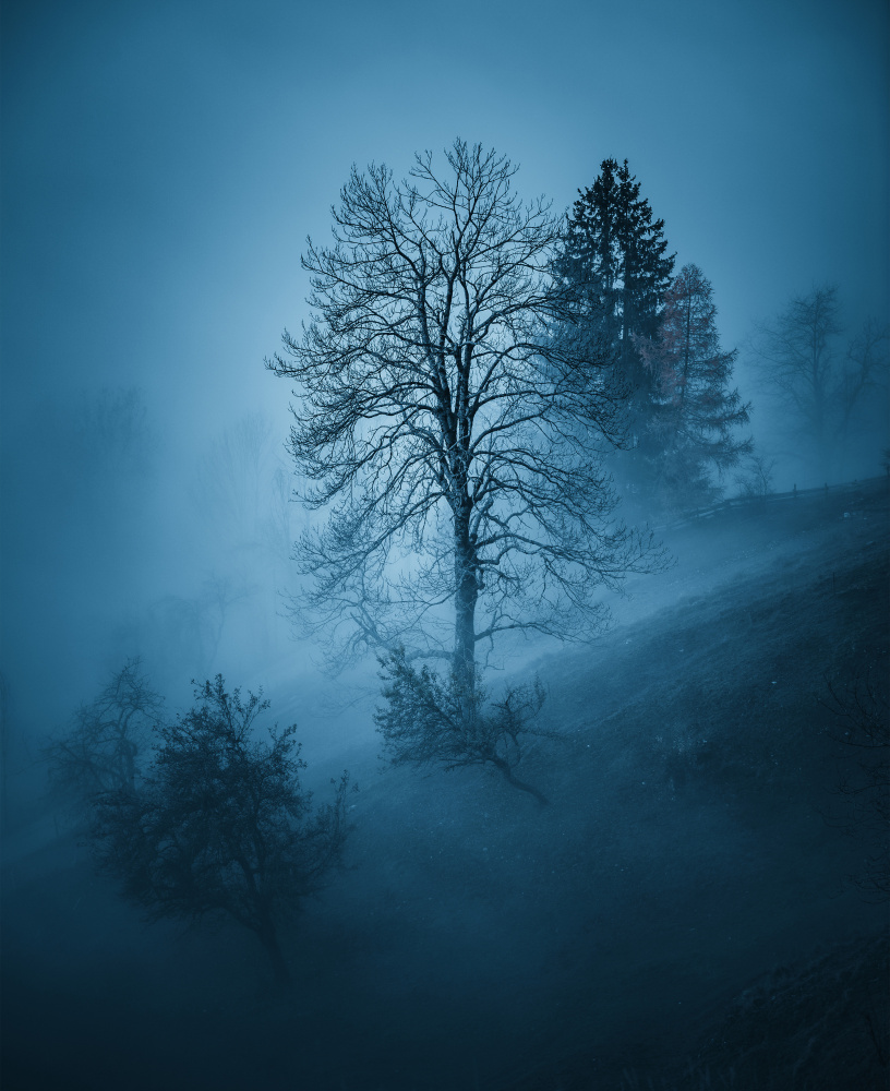 Mystic forest von Ales Krivec