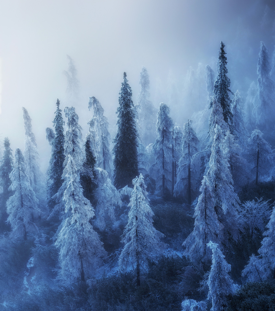 Enchanted forest von Ales Krivec