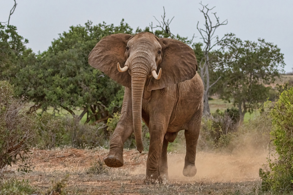 Ready, Steady ... Go ! von Alessandro Catta
