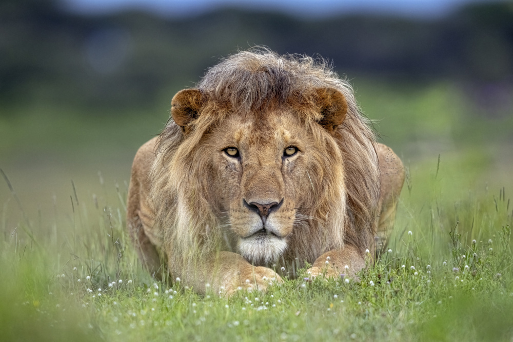 Eye Contact von Alessandro Catta