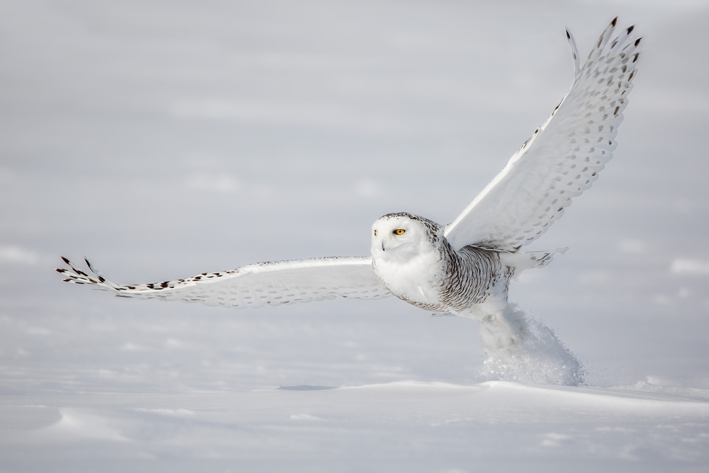 Spread You Wings ! von Alessandro Catta