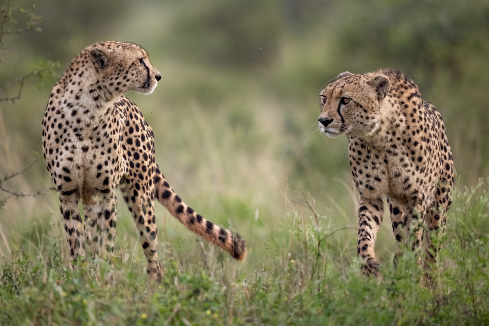 Brothers in Hunt 2 von Alessandro Catta