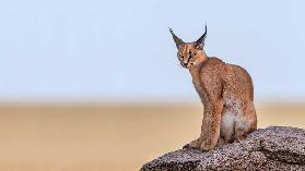 Caracal On Mars
