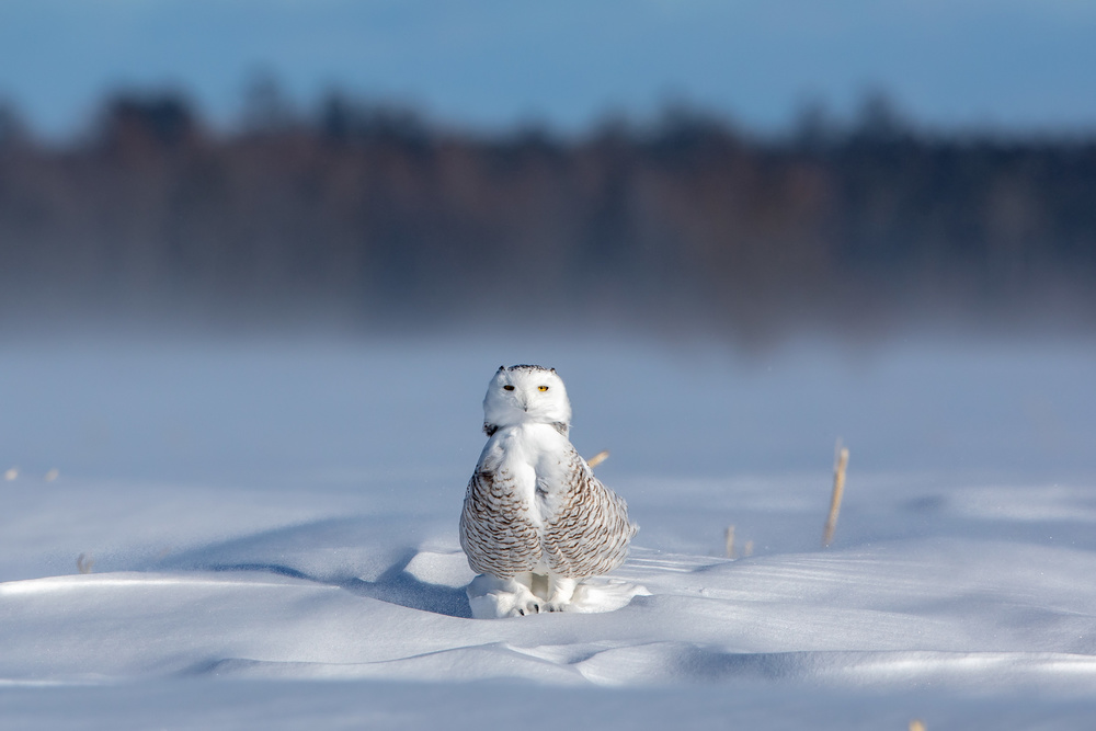 The Sentinel von Alessandro Catta