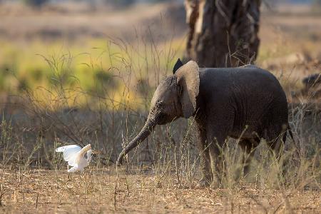 Elephant Cub VS Egret