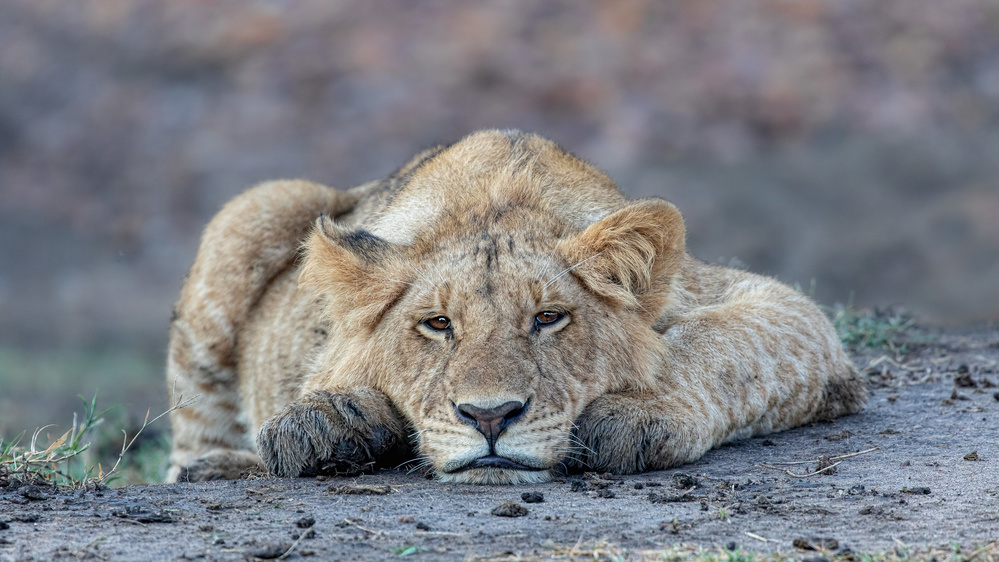 Bored von Alessandro Catta