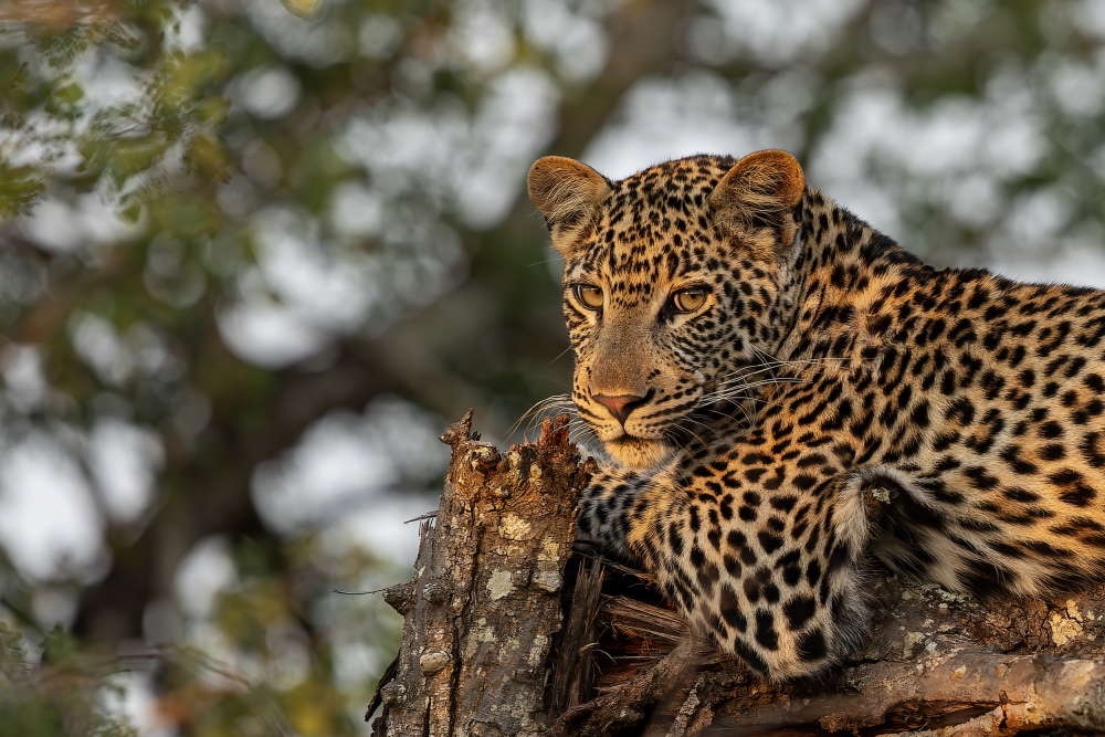 Young Leopard von Alessandro Catta