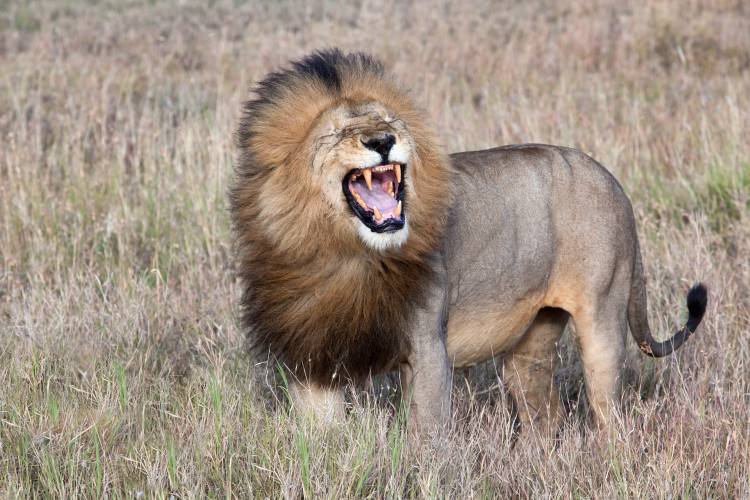 Lion von Alessandro Catta