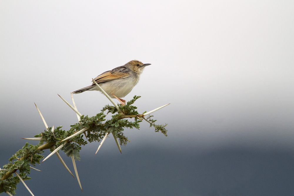 untitledl von Alessandro Catta