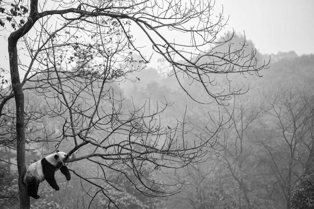 Relax von Alessandro Catta