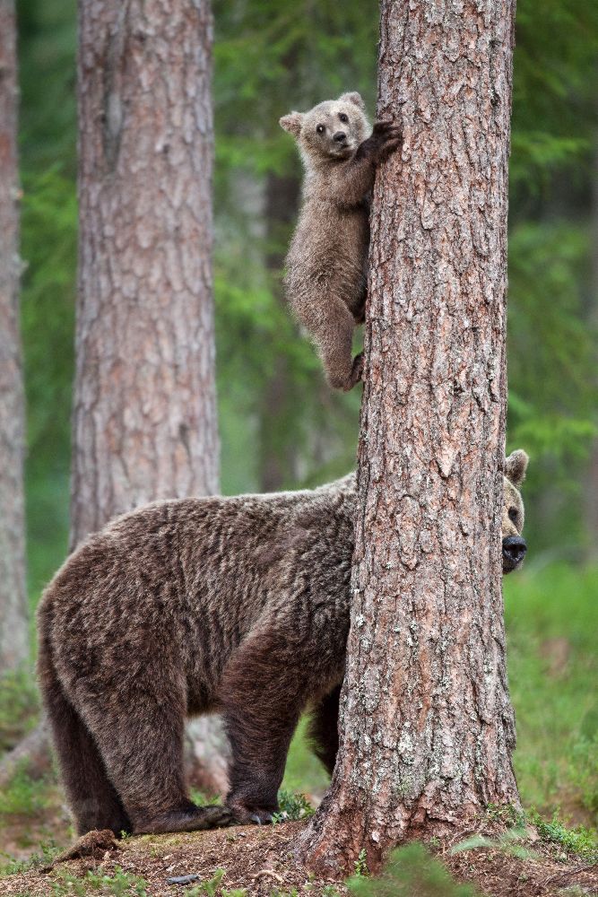 Sei vorsichtig ! von Alessandro Catta