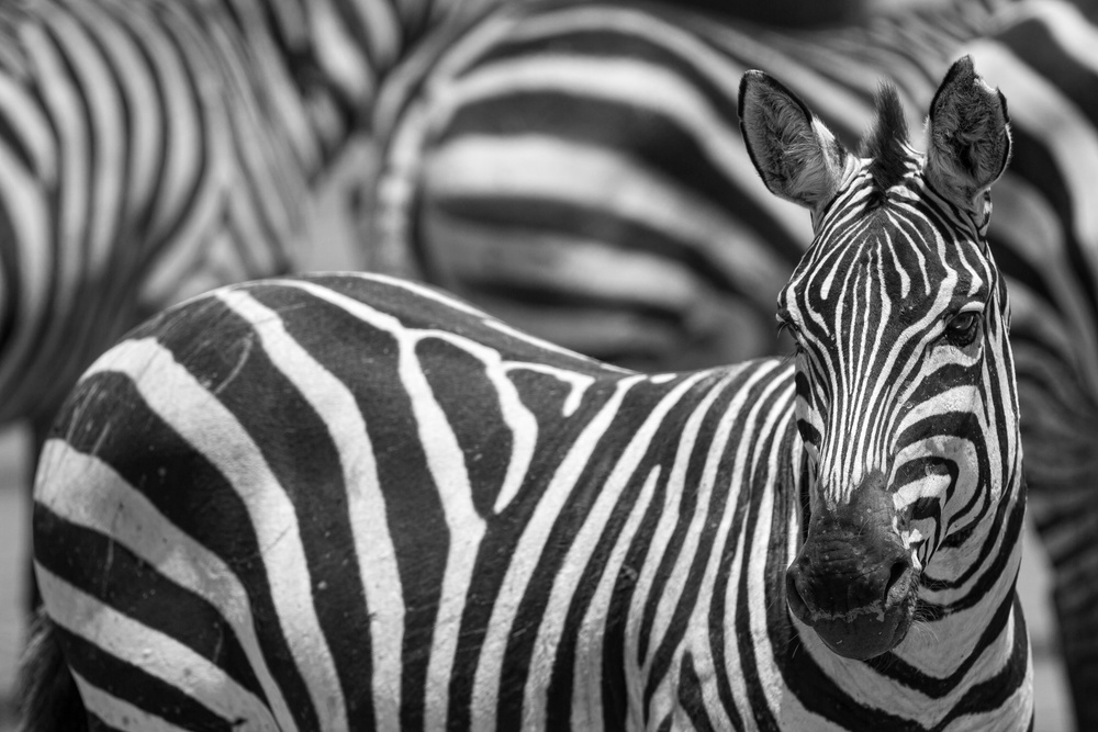 Stripes von Alessandro Catta