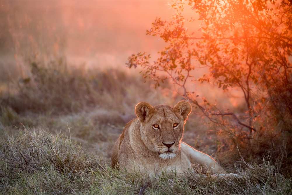 Sunset Lioness von Alessandro Catta