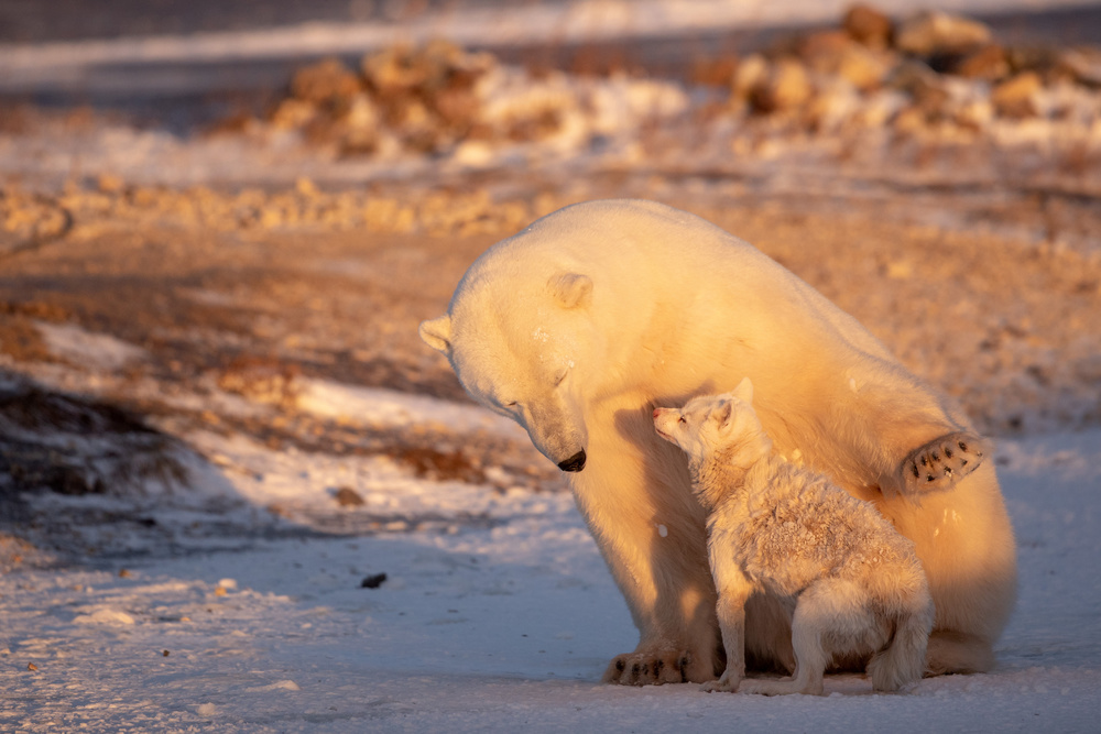 Dancing With The Bear von Alessandro Catta