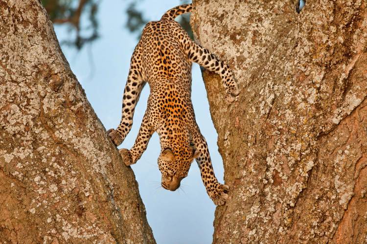 Upside Down von Alessandro Catta